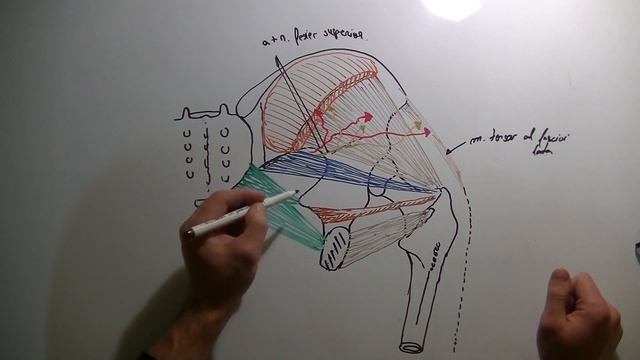 Anatomia Regiunii Fesiere (Gluteale) смотреть онлайн