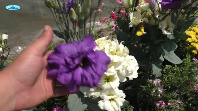 Эустома- из-за этой красоты её обязательно нужно выращивать!!! смотреть онлайн