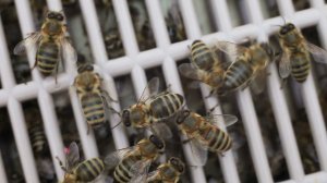 Две матки в одном изоляторе, без перегородок.