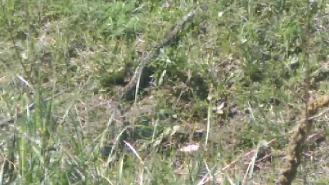 8 октября 2020 г. Змея 5.метров смотреть онлайн