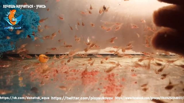 как я кормлю своих рыбок, кормление малька смотреть онлайн