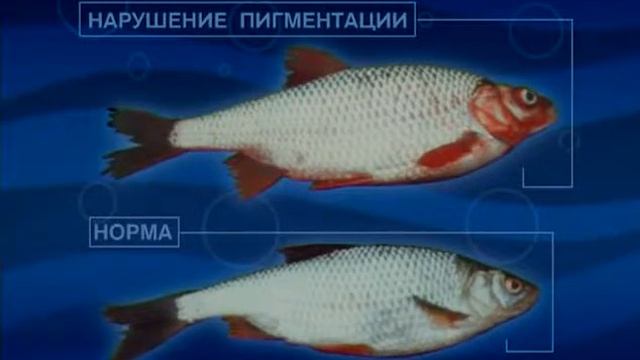 Рыбалка на москве реке смотреть онлайн