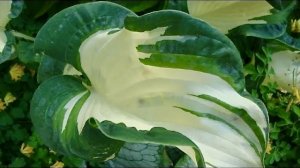 ХОСТЫ С БЕЛОЙ СЕРЕДИНОЙ или БЕЛОЙ КАЙМОЙ.  КРАСИВЫЕ СОРТА. Дачный креатив.