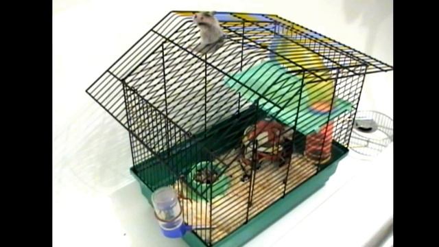 хомяк "нафаня" побег из клетки смотреть онлайн