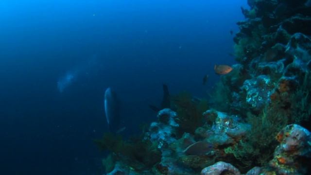 Ocean Safari in Galapagos Archipelago смотреть онлайн