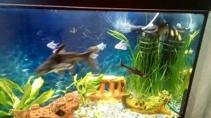Пангасиус (акулий сом) Наши первые аквариумы и их обитатели  Видео из архива