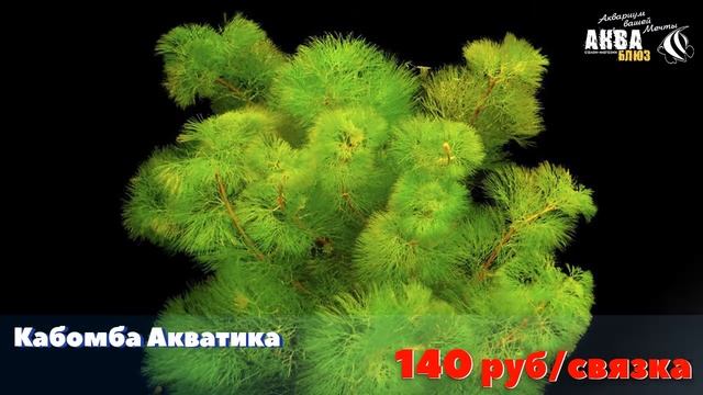 ВОДНЫЕ РАСТЕНИЯ для аквариума и террариума | Наличие в Челябинске 02.2021г - АКВА БЛЮЗ смотреть онлайн