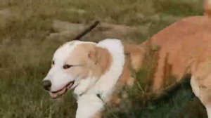 Игры со  щенками.      ответы на вопросы владельцев САО.  выпуск 7