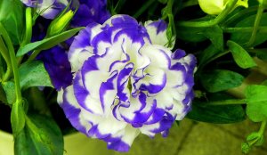 Эустома лизиантус РЕЛАКС ТЕРАПИЯ ИМПРОВИЗАЦИЯ композитор Виктор Анохин #музыка #instrumental #цветы