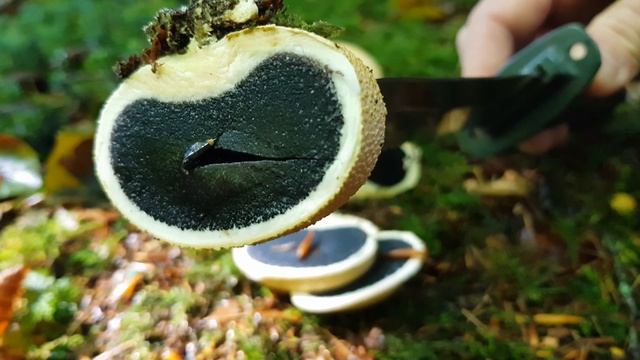 Common Earthball - Scleroderma Citrinus смотреть онлайн