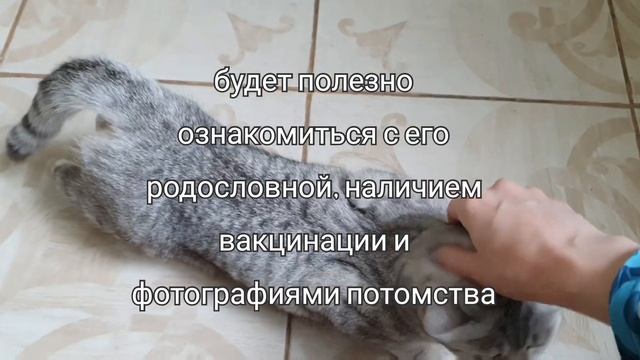 Как подготовить кошку к вязке? смотреть онлайн