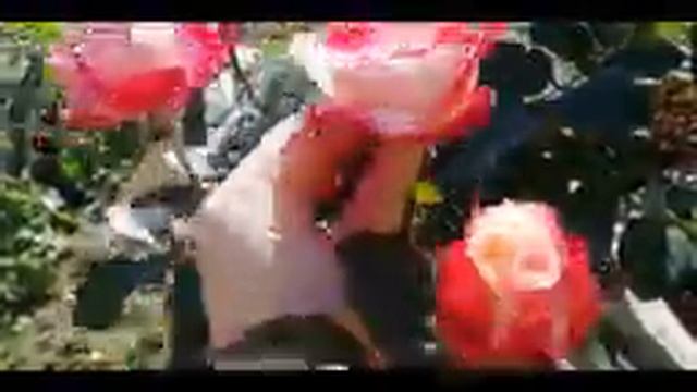 Обзор роз. Выпуск 6. Сорт НОСТАЛЬЖИ розы в Сибири сорта