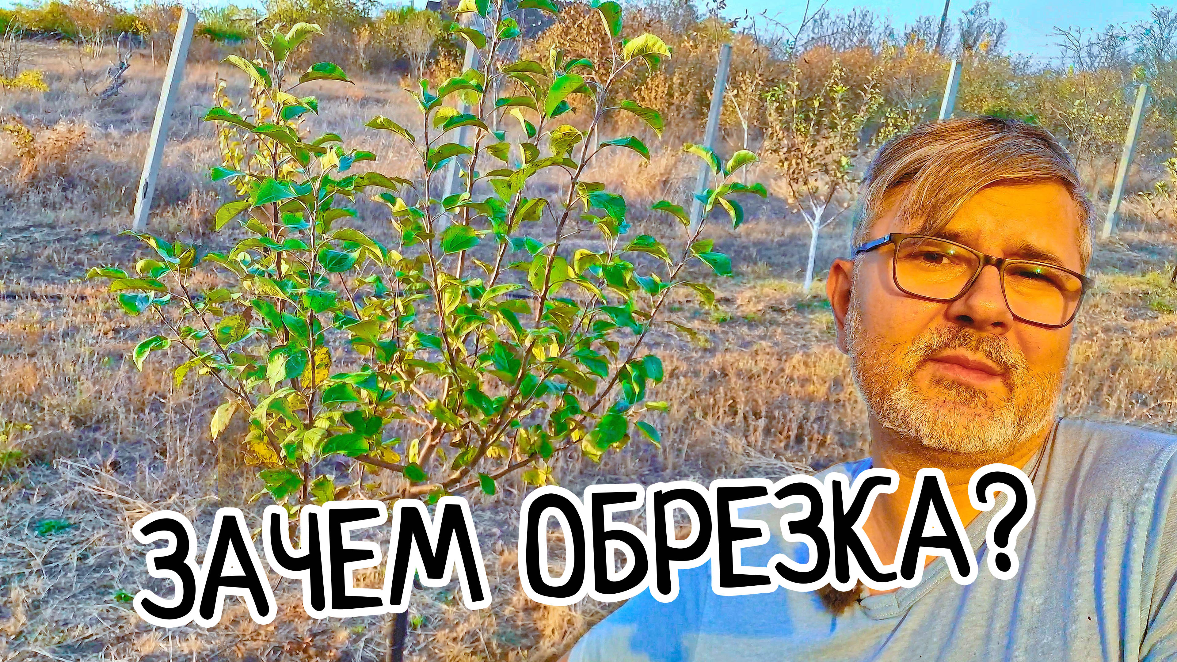 Почему нужна обрезка Яблони и Груши. Результаты правильной обрезки деревьев. смотреть онлайн