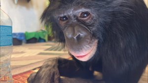 Быстрый стрим из Астанинского цирка с Даном Запашным и шимпанзе Боней