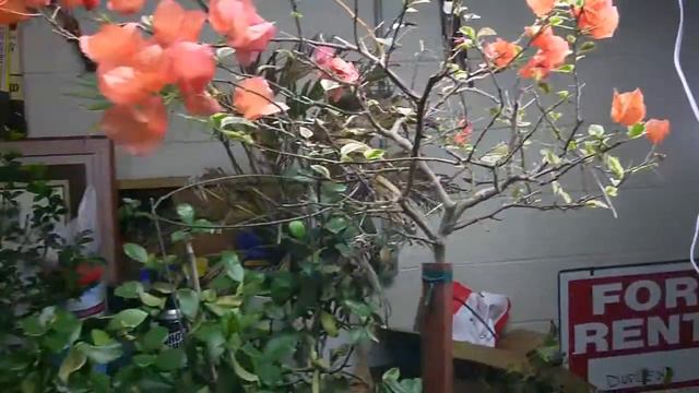 bougainvillea blooming in Iowa смотреть онлайн