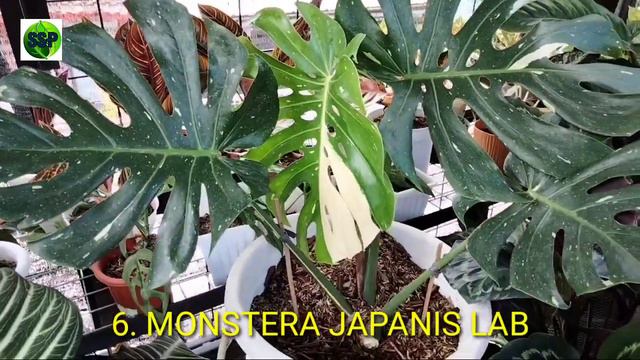 11 TANAMAN HIAS TERFAVORIT DI MINGGU INI смотреть онлайн