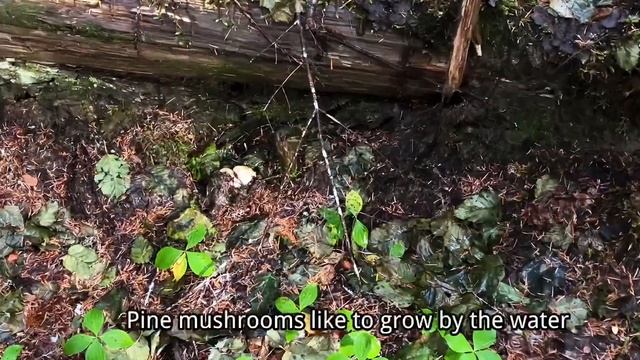 Pine mushrooms | Matsutake hunting in BC, 2022 смотреть онлайн