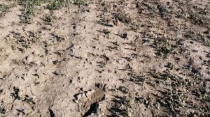 Ловля жаворонка на провиску. Осень 2022.