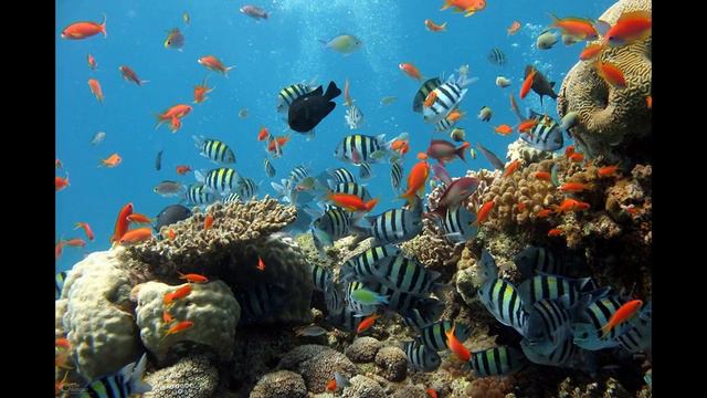 Psalm 104:24-30 Reading by Rev. Rhoda смотреть онлайн