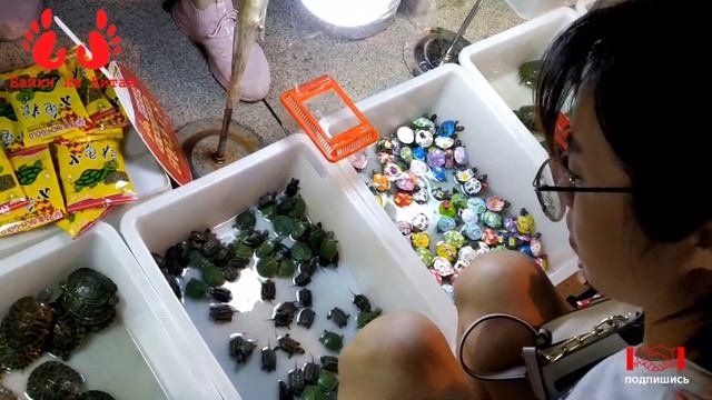 Страшный сон черепах // Байки из Китая смотреть онлайн