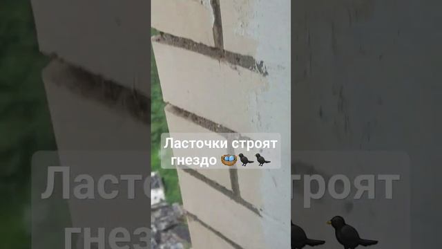 8 день стройки гнезда ??⬛️?⬛️. Ласточки строят гнездо на моем окне, а мы наблюдаем. смотреть онлайн