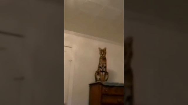 Самая большая домашняя кошка в мире_ смотреть онлайн