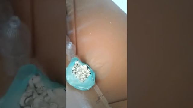 Белый гриб урожай 2017 года смотреть онлайн