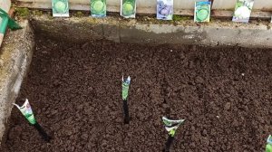 сажаем капусту на Урале, на рассаду в начале апреля, в теплицу из поликарбоната 2021 год