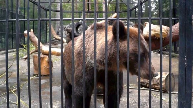✅Новосибирский зоопарк. Медведи смотреть онлайн