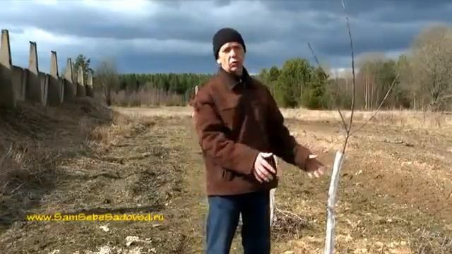 Ранневесеннее опрыскивание сада карбамидом смотреть онлайн