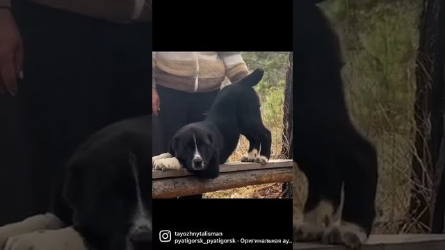 Чёрные алабаи чёрные щенки среднеазиатской овчарки питомник +79135577838 #алабай #щенкиалабая #сао смотреть онлайн