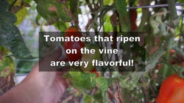 Best Roma Tomatoes - Growing San Marzano Roma Tomato