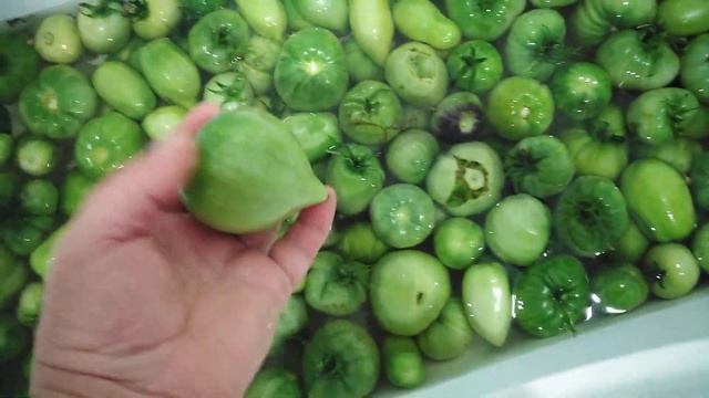 Купание зелененьких. Спасаем томаты от фитофторы прогреванием. смотреть онлайн