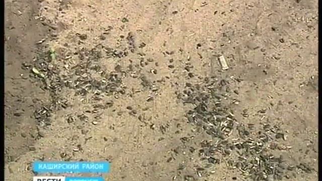 Амброзия полыннолистная - опасный карантинный сорняк. смотреть онлайн