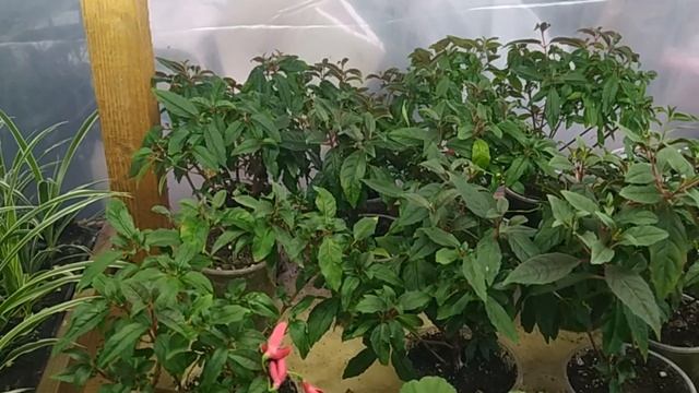 25 03 2023 год Пеларгонии ,распродажа. смотреть онлайн