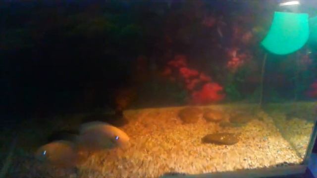 чистим и подмениваем воду в аквариуме с астронотусами и северумами смотреть онлайн