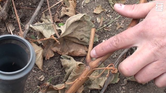 ОБРЕЗКА ВИНОГРАДА. ЗАГОТОВКА ЧЕРЕНКОВ. ПОДГОТОВКА К ЗИМЕ ЧАСТЬ 4. ВЫРАЩИВАНИЕ ВИНОГРАДА В ТЕПЛИЦЕ смотреть онлайн