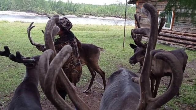 Таежная идиллия среди золотых гор смотреть онлайн