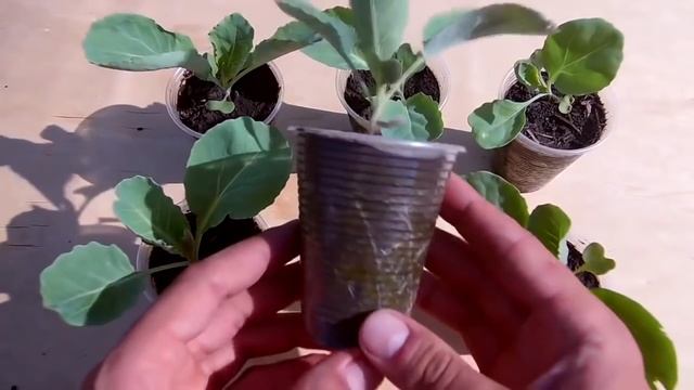 Как вырастить крепкую рассаду капусты / Хочешь быть с капустой делай так! смотреть онлайн