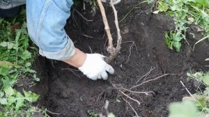 Пересадка трехлетнего куста винограда осенью. Северо-Запад.