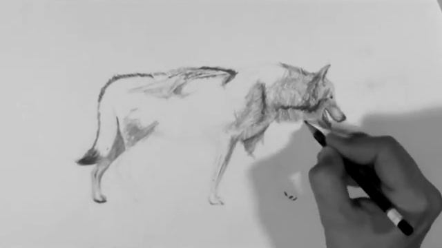 30 Minute Wolf Sketch смотреть онлайн