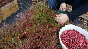 Сбор садовой клюквы 2019|Сравнение сортов|