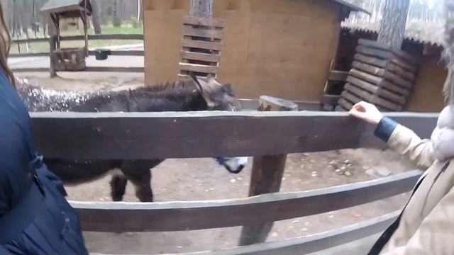 Парк Отель ДРАКИНО!минизоопарк)Лось и коза??) смотреть онлайн