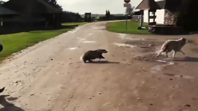 Ужасные нападения животных на людей 2016 Horrible animal attacks on humans 2016 смотреть онлайн