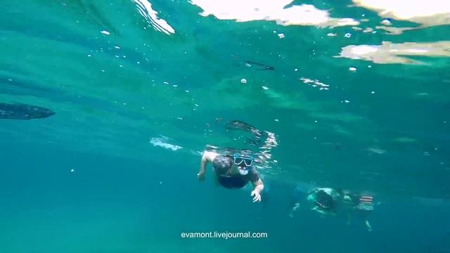 Китовые акулы. Ослоб. Филиппины / whale sharks, Oslob, Cebu смотреть онлайн