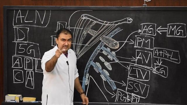 Gross Anatomy - Axillary lymph nodes смотреть онлайн