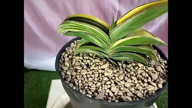 Sansevieria ROBUSTA Dwarf VARIEGATED смотреть онлайн
