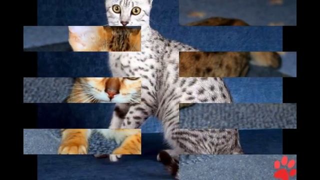 Египетская мау (кошка) смотреть онлайн