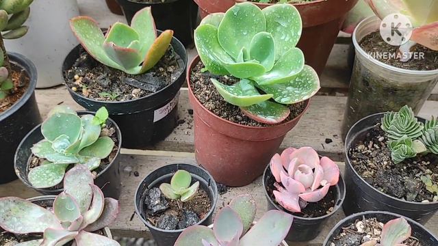 Afterglow echeveria linda demais!!🥰 muitos bebês por aqui смотреть онлайн