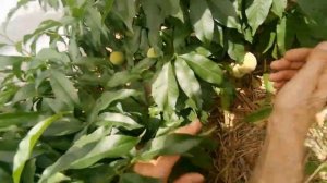 Персик на кордоне. А есть ли урожай?